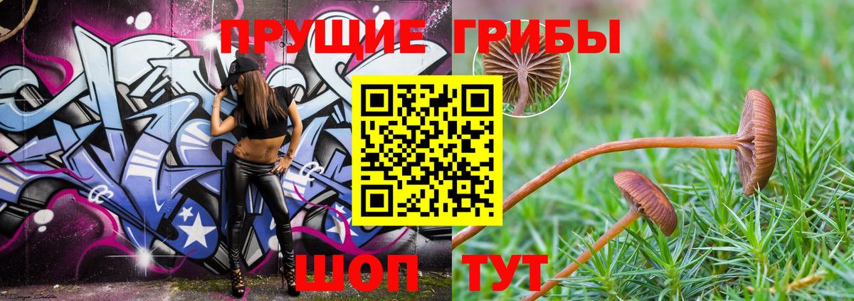 Псилоцибиновые грибы Cubensis  наркошоп  Вятские Поляны  Галлюциногенные грибы Psilocybe 